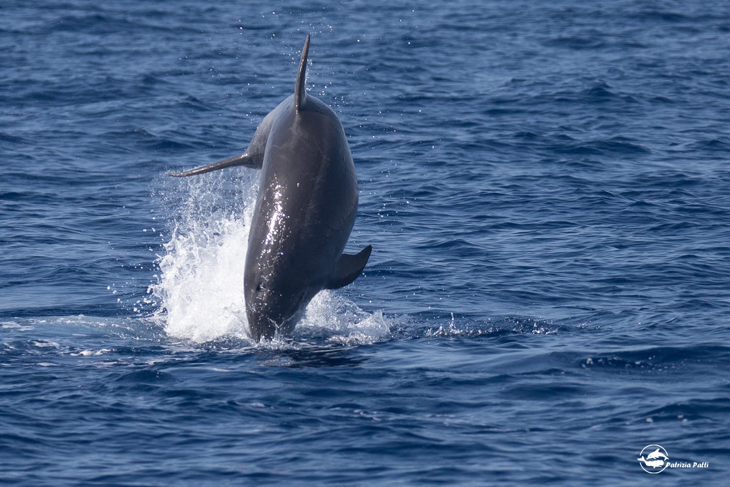 Private Marine Life Spotting Experience 4