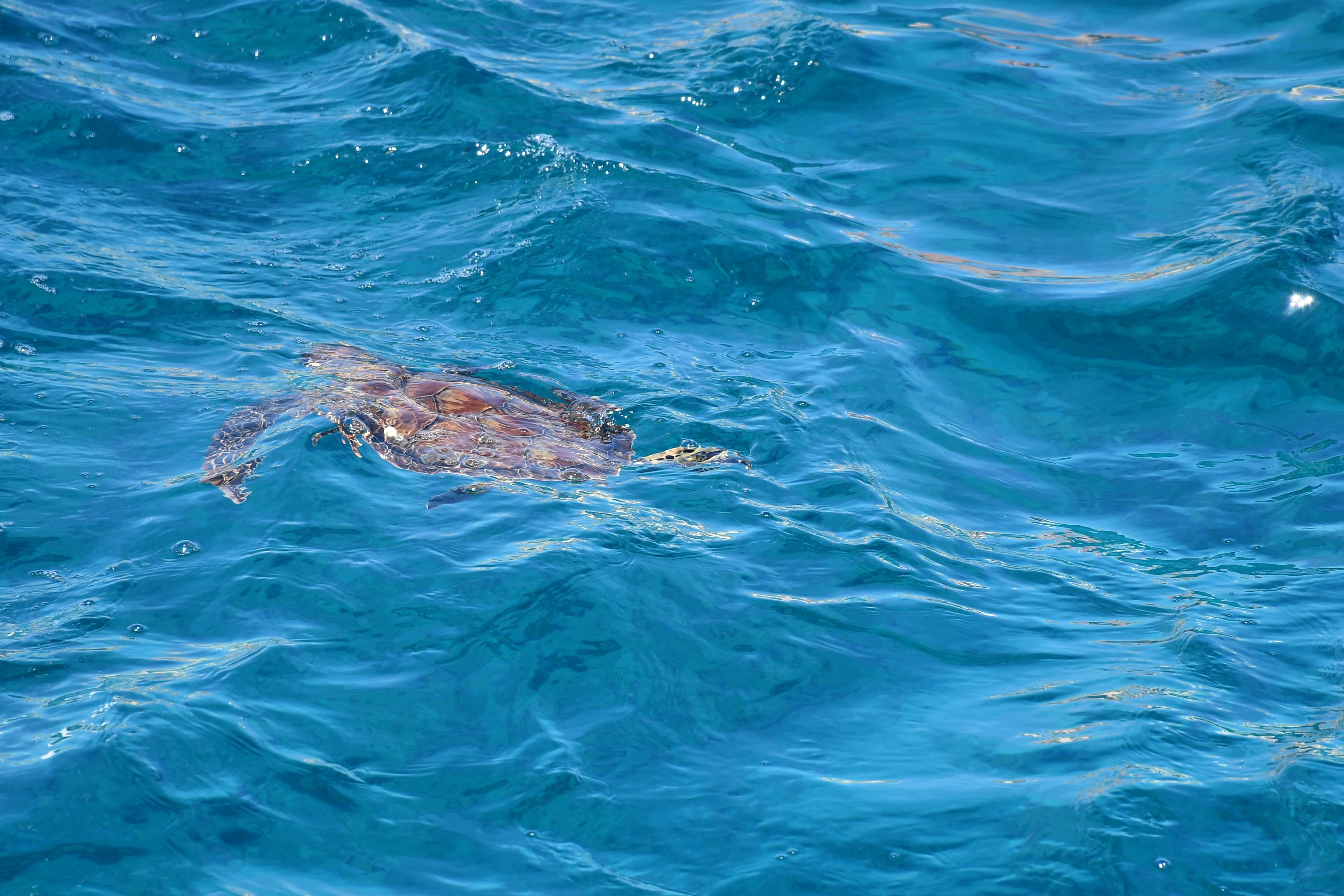 Pelagie, Pantelleria & South Sicily Sailing Expedition - Gozo to Gozo 6
