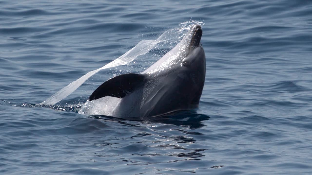 Private Marine Life Spotting Experience 7