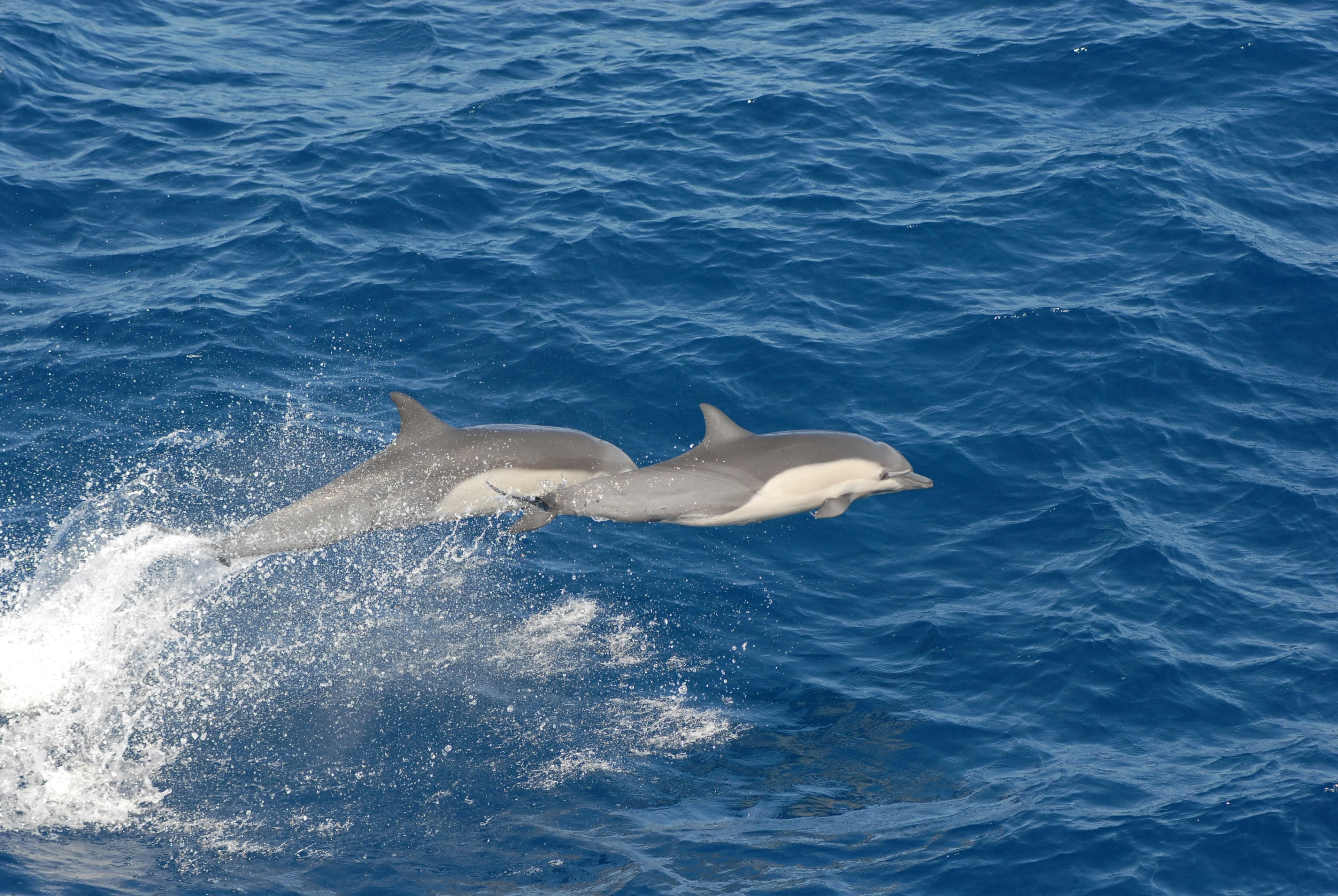 Pelagie, Pantelleria & South Sicily Sailing Expedition - Gozo to Gozo 4