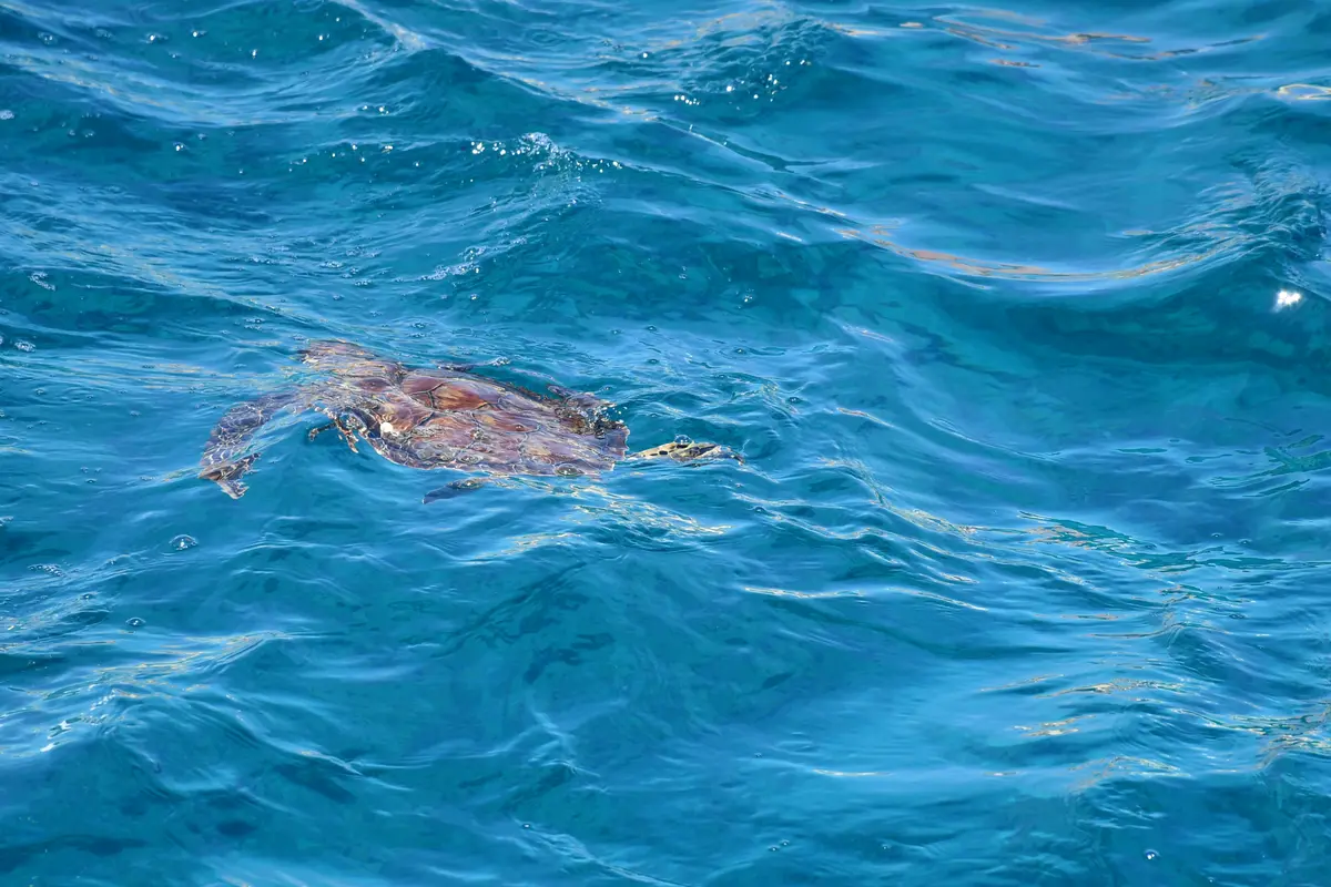 Lampedusa, Linosa & Lampione Sailing Expedition - Gozo to Gozo 10