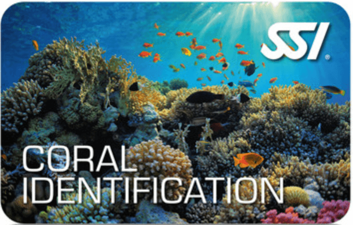 Coral Identification (SSI) 2