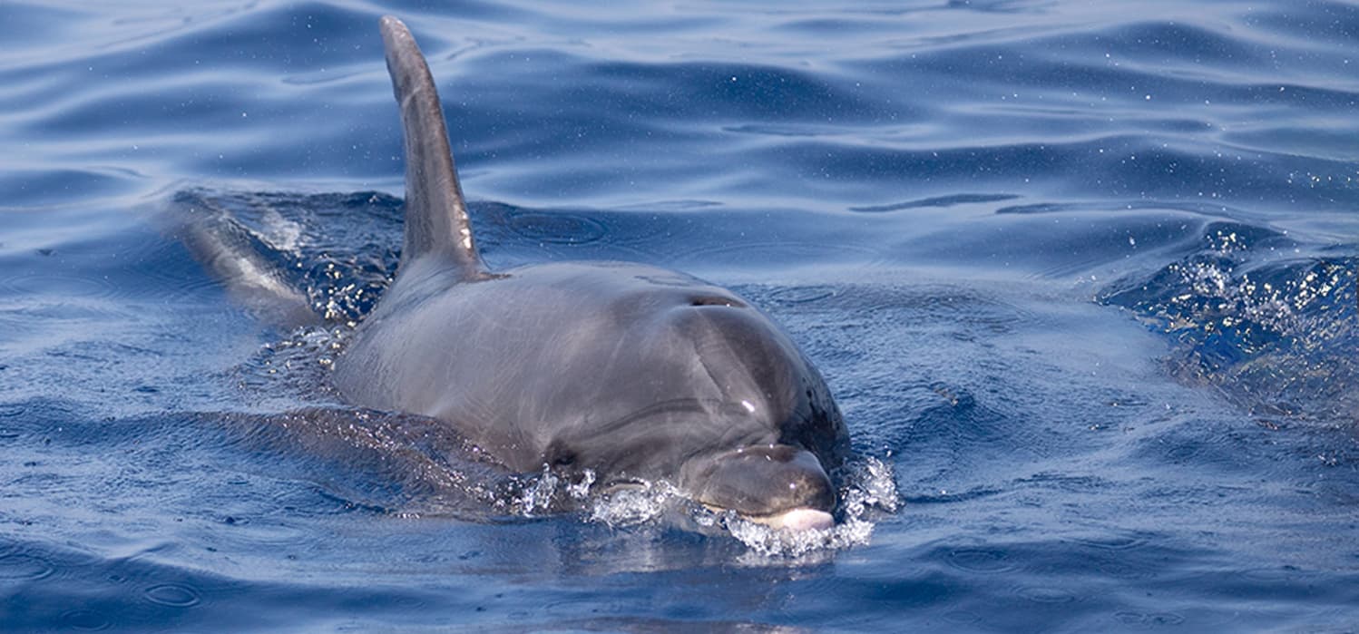 Private Marine Life Spotting Experience 5